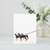 Three Dobermans on leash Postkarte (Stehend Vorderseite)