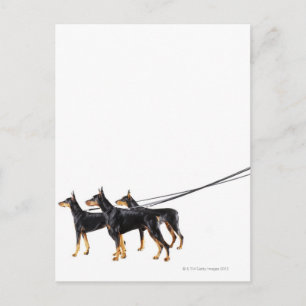 Three Dobermans on leash Postkarte