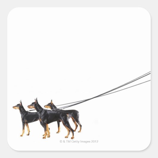 Three Dobermans on leash Quadratischer Aufkleber (Vorderseite)