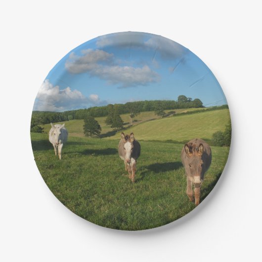 Three Donkeys in a Field Pappteller (Vorderseite)