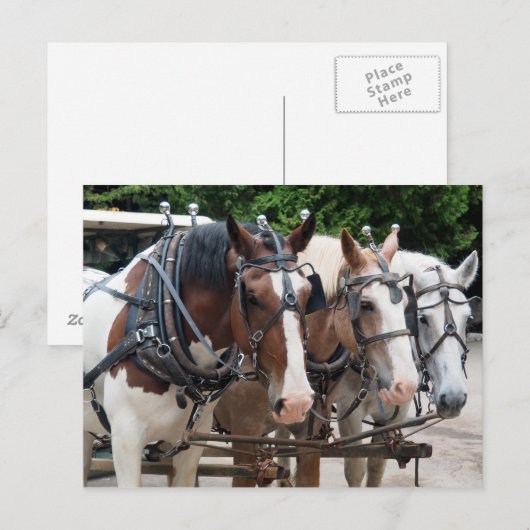 Three Draft Horse Team Postkarte (Vorne/Hinten)