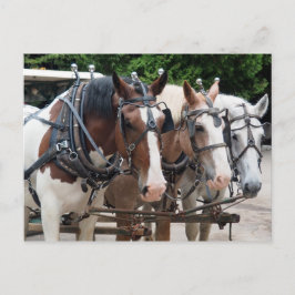 Three Draft Horse Team Postkarte