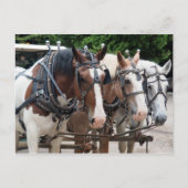 Three Draft Horse Team Postkarte (Vorderseite)