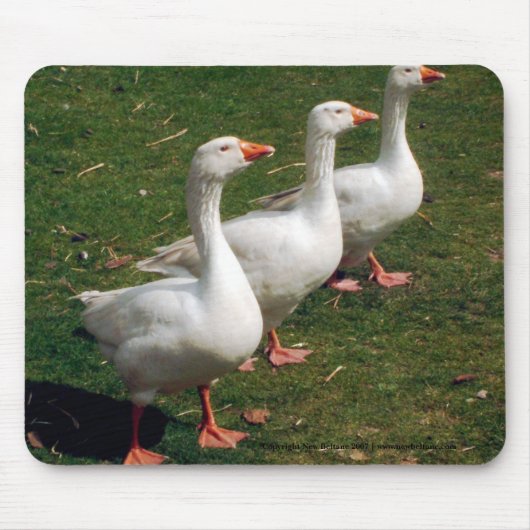 Three Gänse a Strutting - Mousemat. Anpassen. Mousepad (Vorne)