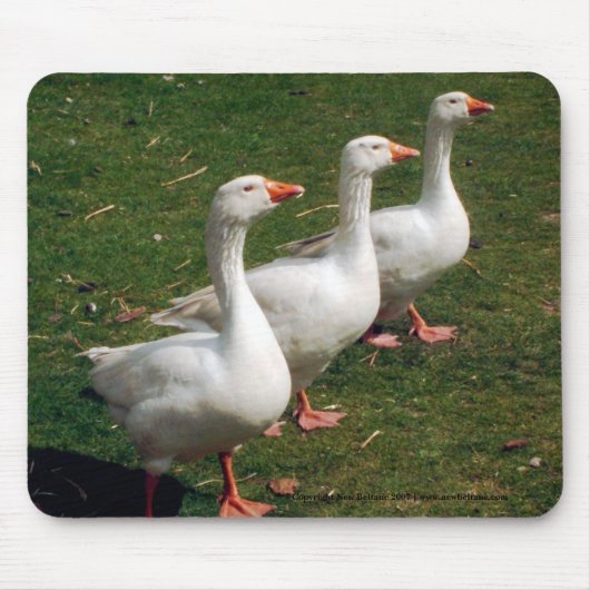 Three Gänse a Strutting - Mousemat. Anpassen. Mousepad (Vorne)