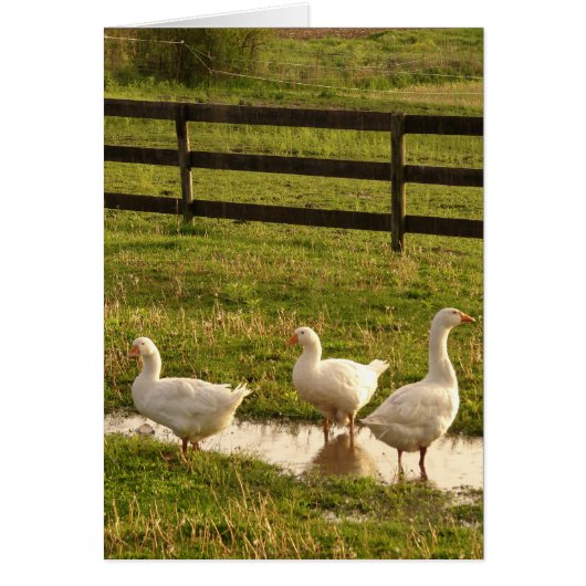 Three Geese in a Puddle in the Rain (Vorne)