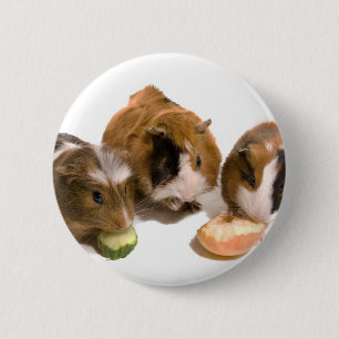 three guinea pigs who eat, button