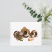 Three guinea pigs who eat postkarte (Stehend Vorderseite)