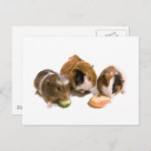 Three guinea pigs who eat postkarte (Vorne/Hinten)