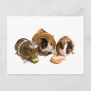 Three guinea pigs who eat postkarte
