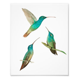 Three Hummingbirds Fotodruck