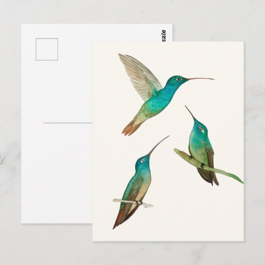 Three Hummingbirds  Postkarte (Vorne/Hinten)