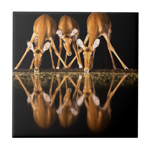 Three Impala Drink Together at Night Fliese (Vorderseite)