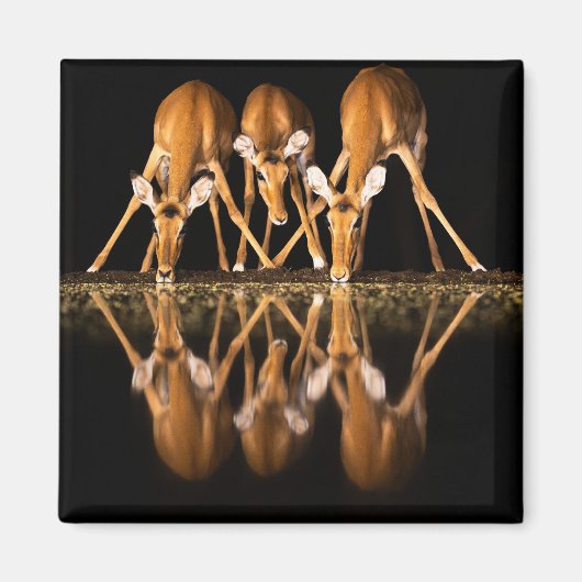 Three Impala Drink Together at Night Magnet (Vorne)
