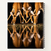 Three Impala Drink Together at Night Notizblock (Rückseite)