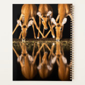 Three Impala Drink Together at Night Planer (Rückseite)