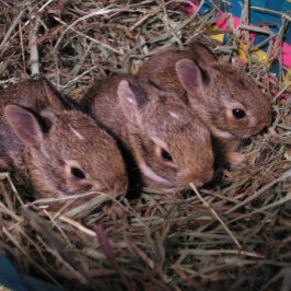 "Three in a Row"-Urlaubskarte Feiertagskarte