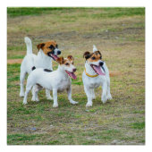 Three Jack Russell Terriers Playing Poster (Vorderseite)