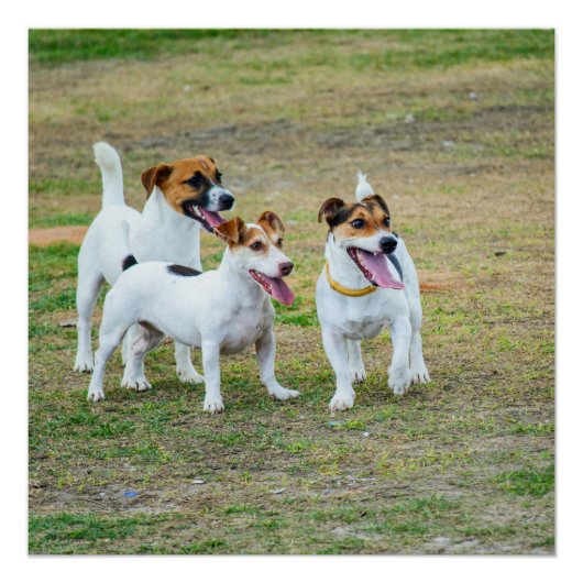 Three Jack Russell Terriers Playing Poster (Vorderseite)