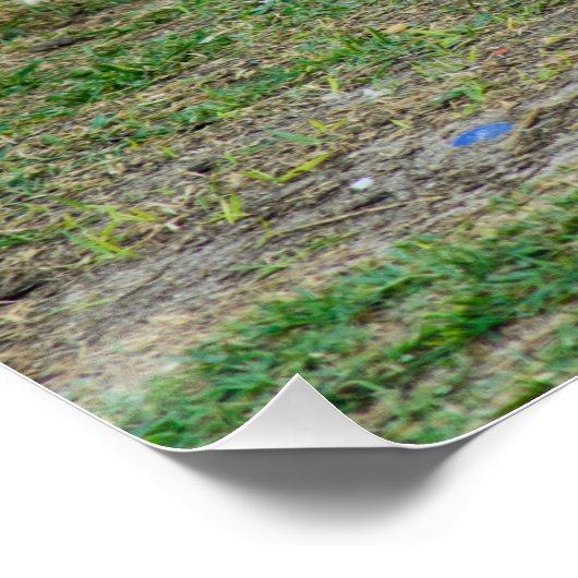 Three Jack Russell Terriers Playing Poster (Ecke)