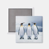 Three King Penguins Magnet (Vorderseite/Rückseite)