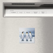 Three King Penguins Magnet (In Situ (Geschirrspüler))