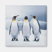 Three King Penguins Magnet (Vorne)