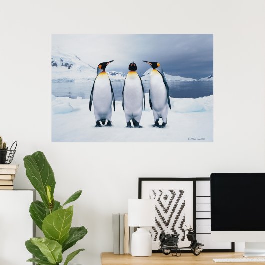 Three King Penguins Poster (Heimbüro)