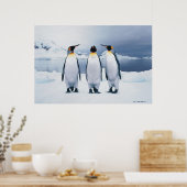 Three King Penguins Poster (Küche)