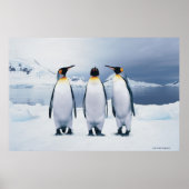 Three King Penguins Poster (Vorne)