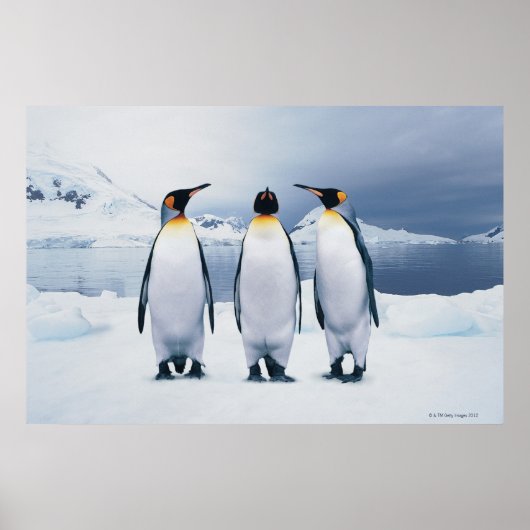 Three King Penguins Poster (Vorne)