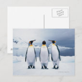 Three King Penguins Postkarte (Vorne/Hinten)