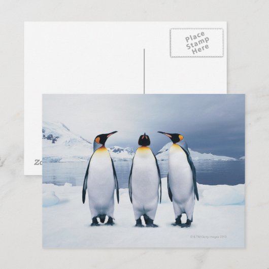 Three King Penguins Postkarte (Vorne/Hinten)