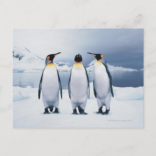Three King Penguins Postkarte (Vorderseite)
