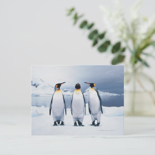 Three King Penguins Postkarte (Stehend Vorderseite)
