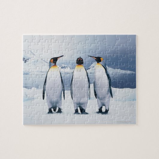 Three King Penguins Puzzle (Horizontal)