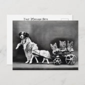 Three Kitten Pony Ride Postkarte (Vorne/Hinten)