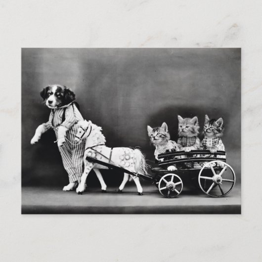 Three Kitten Pony Ride Postkarte (Vorderseite)