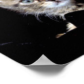 Three Kittens von Junglewalk.com Poster (Ecke)