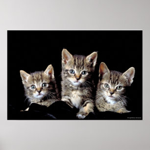 Three Kittens von Junglewalk.com Poster