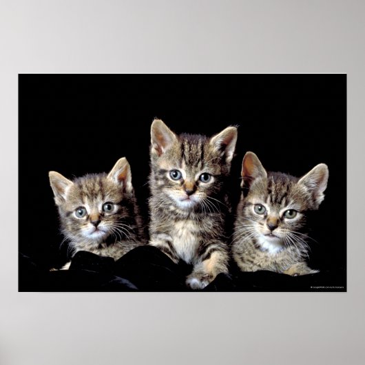 Three Kittens von Junglewalk.com Poster (Vorne)