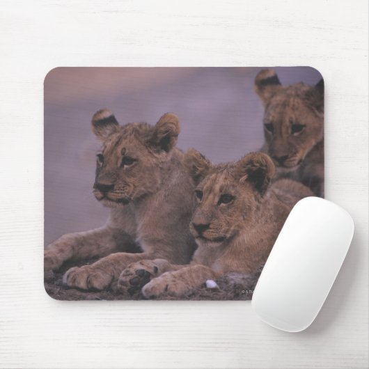 Three Lion Cubs Mousepad (Mit Mouse)
