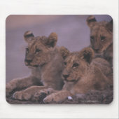 Three Lion Cubs Mousepad (Vorne)