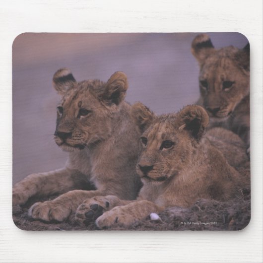 Three Lion Cubs Mousepad (Vorne)