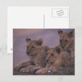Three Lion Cubs Postkarte (Vorne/Hinten)