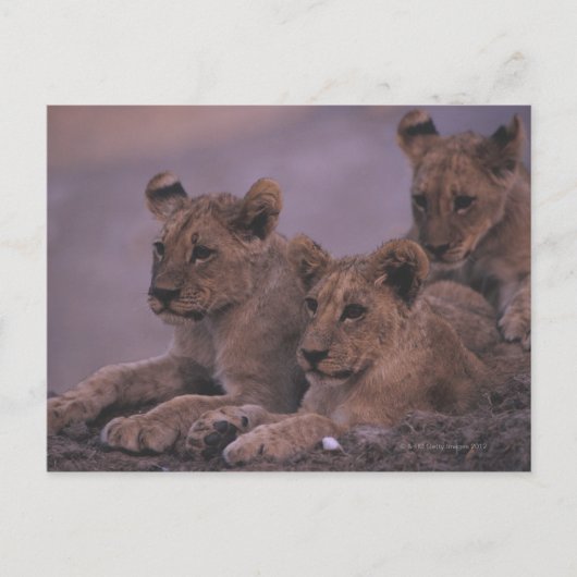 Three Lion Cubs Postkarte (Vorderseite)