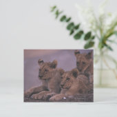 Three Lion Cubs Postkarte (Stehend Vorderseite)