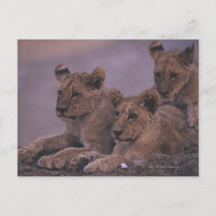 Three Lion Cubs Postkarte