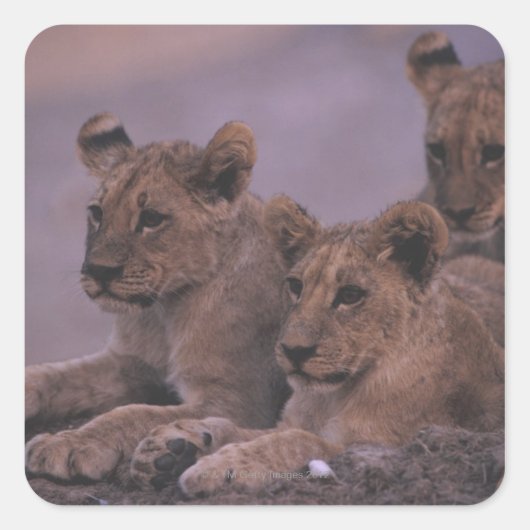 Three Lion Cubs Quadratischer Aufkleber (Vorderseite)