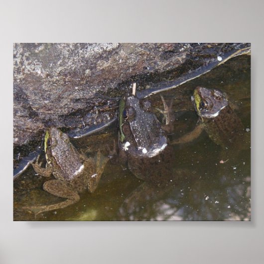 Three Little Froggies Poster (Vorne)